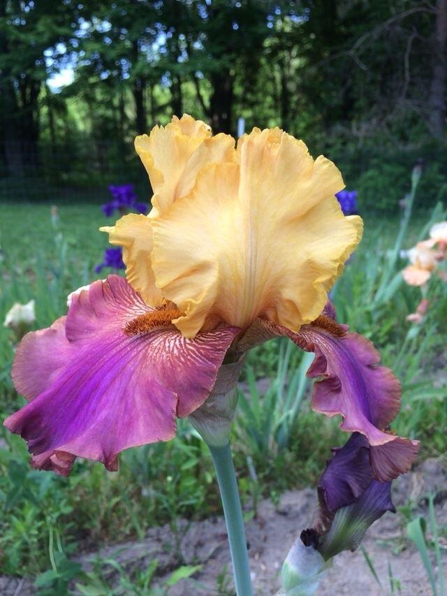 Photo of Tall Bearded Iris (Iris 'Class Clown') uploaded by Lbsmitty