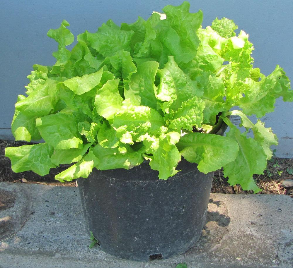 Photo of Lettuce (Lactuca sativa 'Black-Seeded Simpson') uploaded by TBGDN