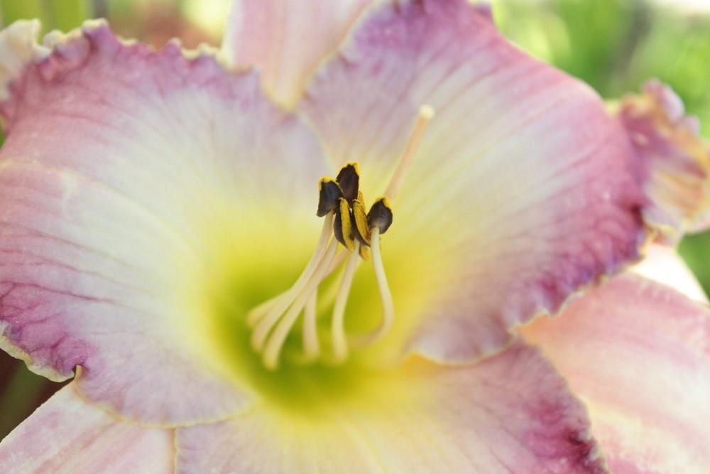 Photo of Daylily (Hemerocallis 'Moments Rich in Blessings') uploaded by amberjewel