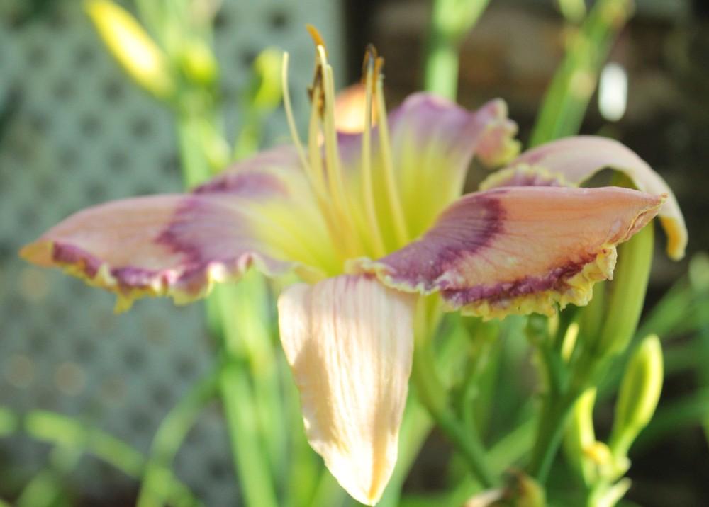 Photo of Daylily (Hemerocallis 'Sacred Ibis') uploaded by amberjewel