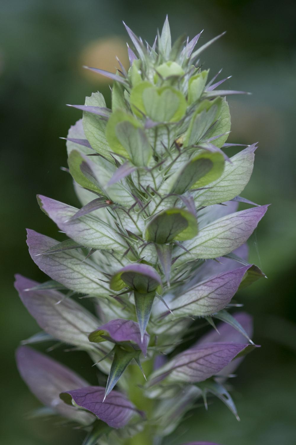 Photo of Bear's Breeches (Acanthus spinosus) uploaded by cliftoncat
