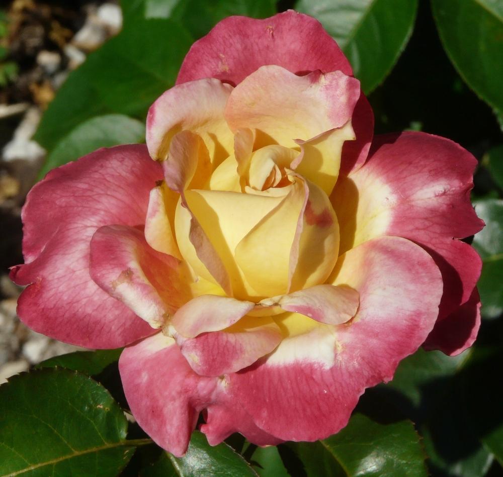 Photo of Rose (Rosa 'Love & Peace') uploaded by cwhitt