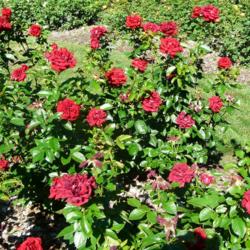 Location: Whetstone Park of Roses, Columbus OH USA
Date: 2016-06-25