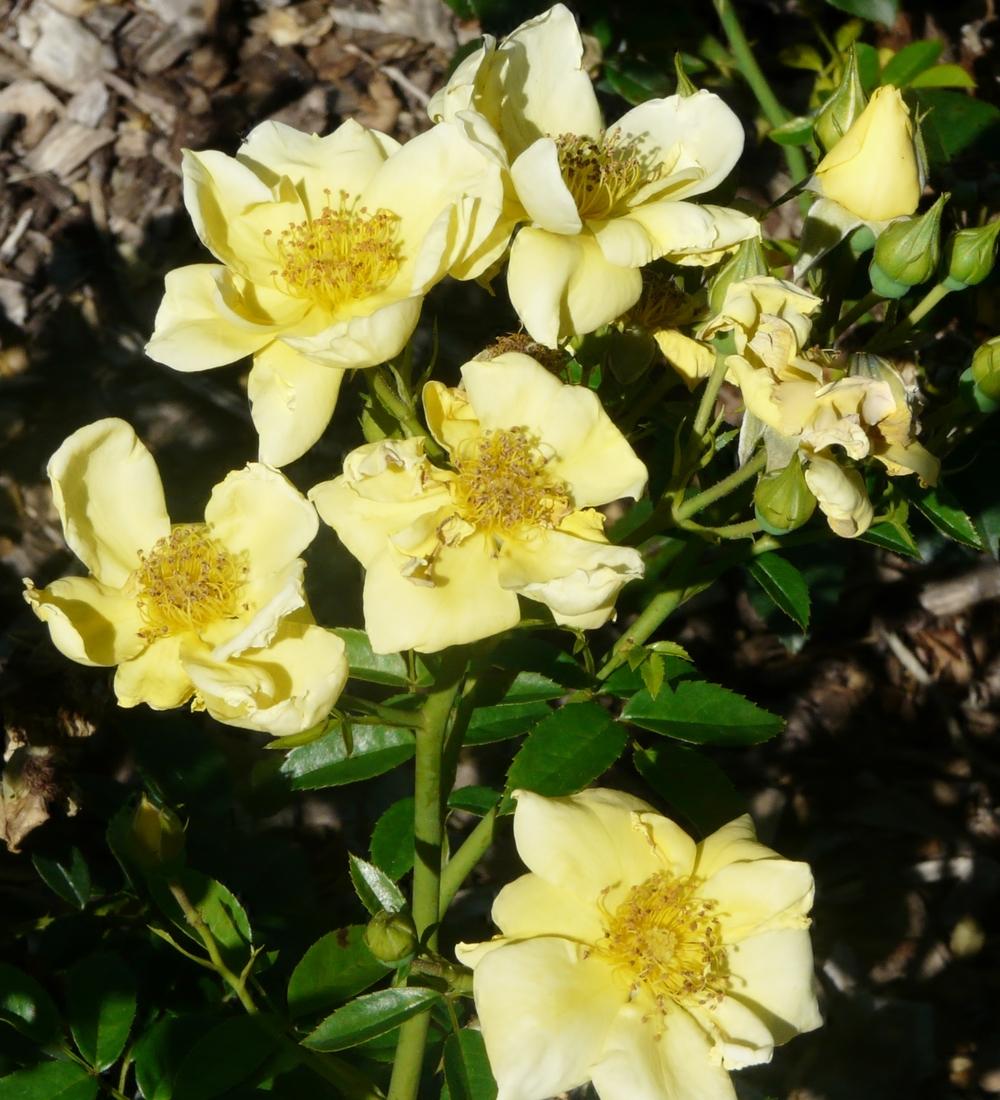 Photo of Groundcover Rose (Rosa 'Flower Carpet Yellow') uploaded by cwhitt