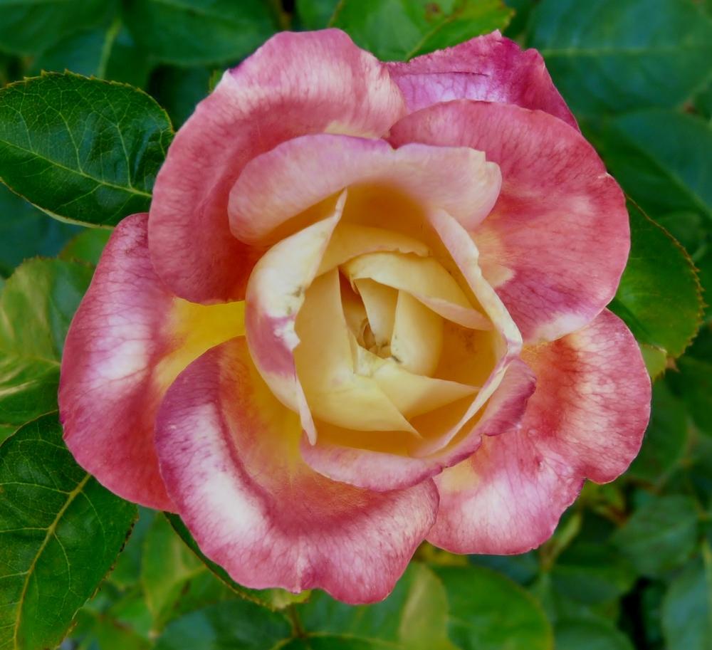 Photo of Rose (Rosa 'Love & Peace') uploaded by cwhitt