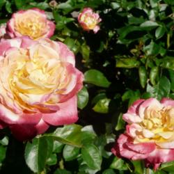 Location: Whetstone Park of Roses, Columbus OH USA
Date: 2016-06-25