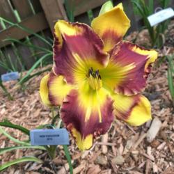 Location: My zone 5 garden
Date: 2016-06-28
Pretty, but not the cool pattern others have pictures of...