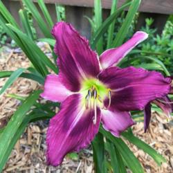 Location: My zone 5 garden
Date: 2016-06-28
This is one gorgeous flower and looks just like it is supposed to