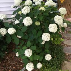 Location: My zone 5 garden
Date: 2016-06-28
I love this hydrangea.  It has the most blooms and blooms the ear