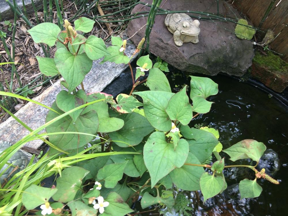 Photo of Fishwort (Houttuynia cordata 'Chameleon') uploaded by nativeplantlover