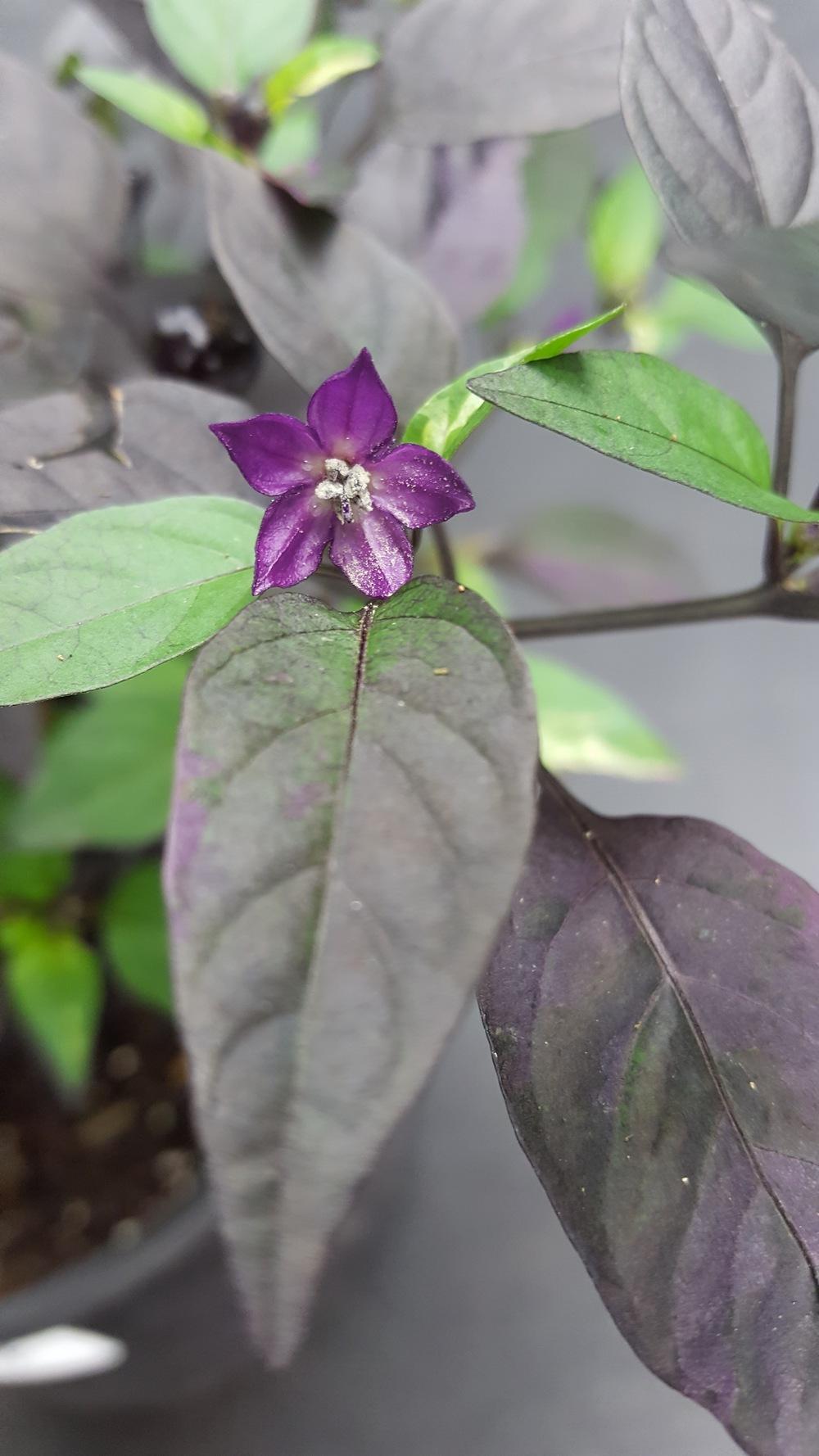 Photo of Ornamental Pepper (Capsicum annuum 'Purple Flash') uploaded by papa