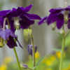 Aquilegia vulgaris 'Royal Purple'