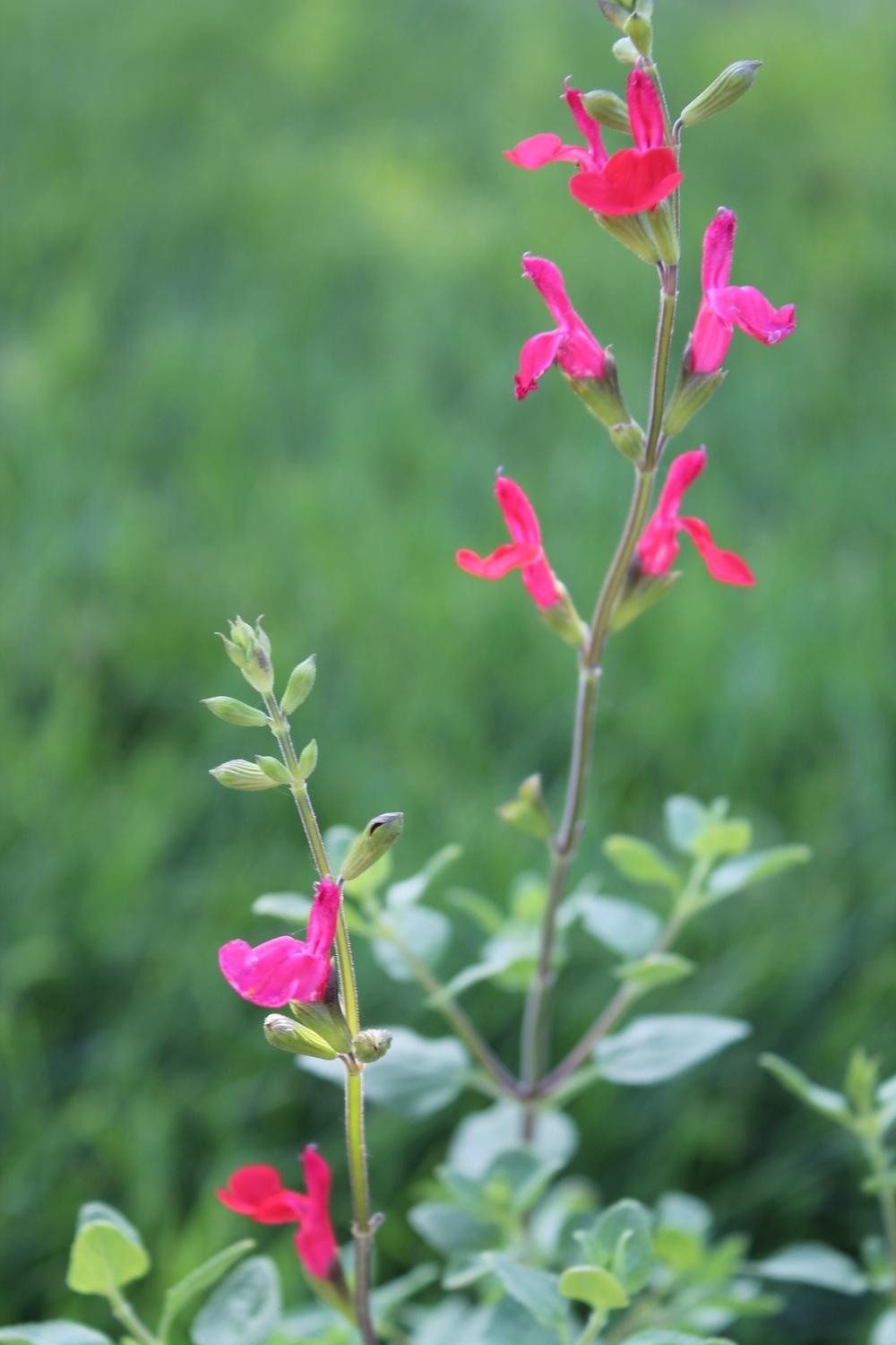 Photo of Blackcurrant Sage (Salvia microphylla) uploaded by Barbalee