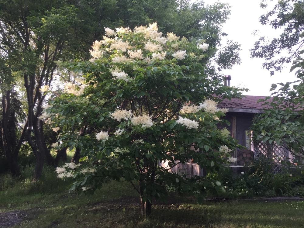Photo of Japanese Tree Lilac (Syringa reticulata subsp. reticulata Ivory Silk®) uploaded by DebbieC