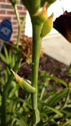 Thumb of 2016-06-29/DogsNDaylilies/287909