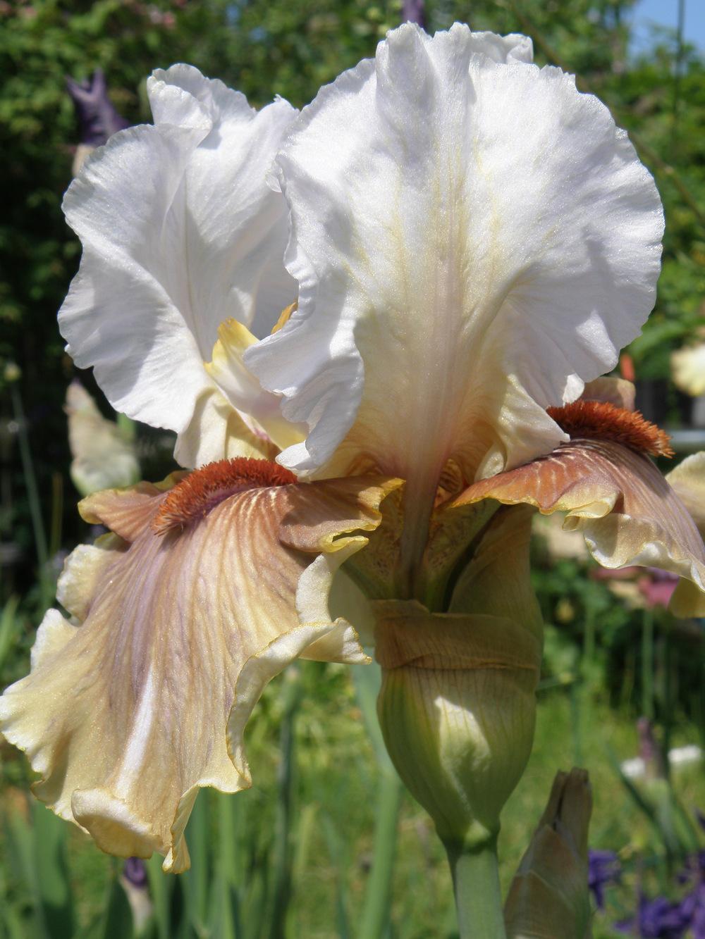 Photo of Tall Bearded Iris (Iris 'Guatemala') uploaded by IrisLilli