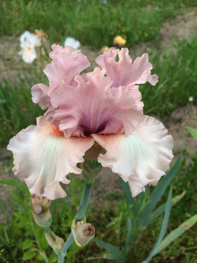 Photo of Tall Bearded Iris (Iris 'Bewitchment') uploaded by Lbsmitty