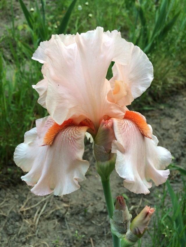 Photo of Tall Bearded Iris (Iris 'Coral Pincushion') uploaded by Lbsmitty
