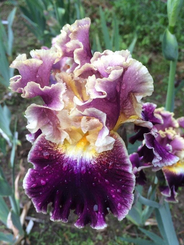 Photo of Tall Bearded Iris (Iris 'Montmartre') uploaded by Lbsmitty