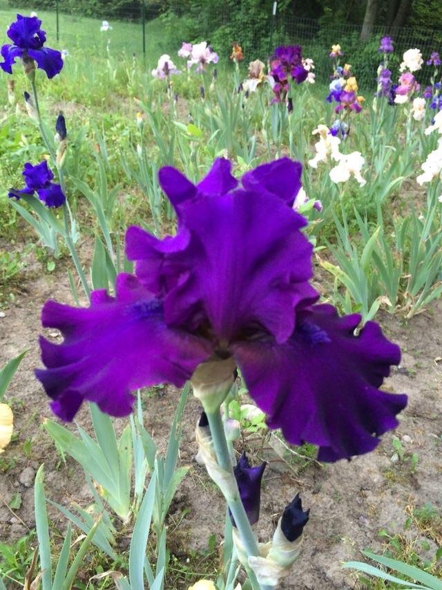 Photo of Tall Bearded Iris (Iris 'Diabolique') uploaded by Lbsmitty