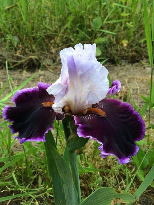 Photo of Tall Bearded Iris (Iris 'Enjoy the Party') uploaded by Lbsmitty