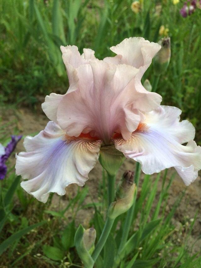Photo of Tall Bearded Iris (Iris 'Neon at Dusk') uploaded by Lbsmitty