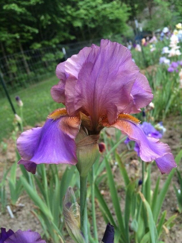 Photo of Tall Bearded Iris (Iris 'Ididit') uploaded by Lbsmitty