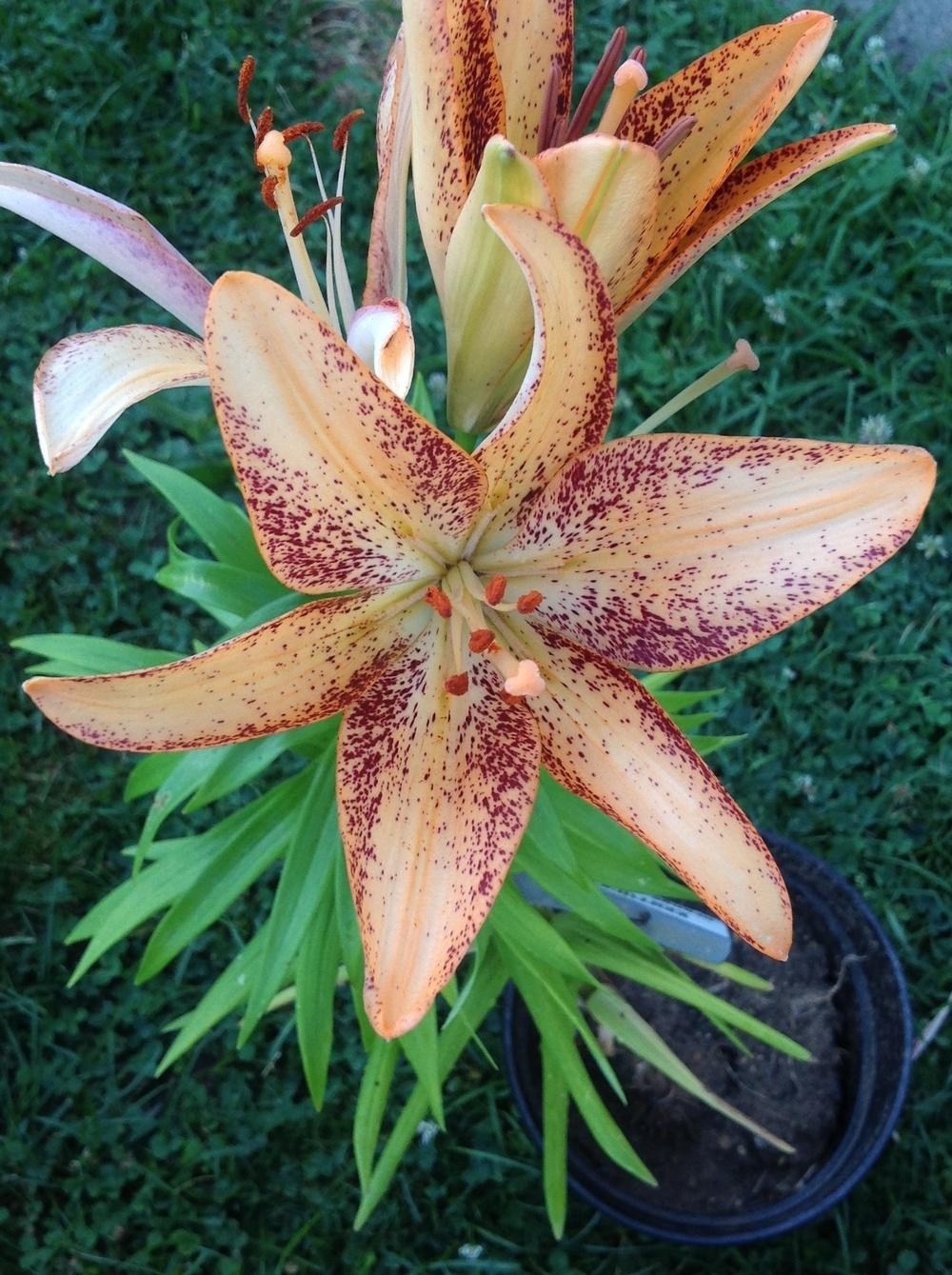 Photo of Lily (Lilium 'Kentucky') uploaded by Lilydaydreamer