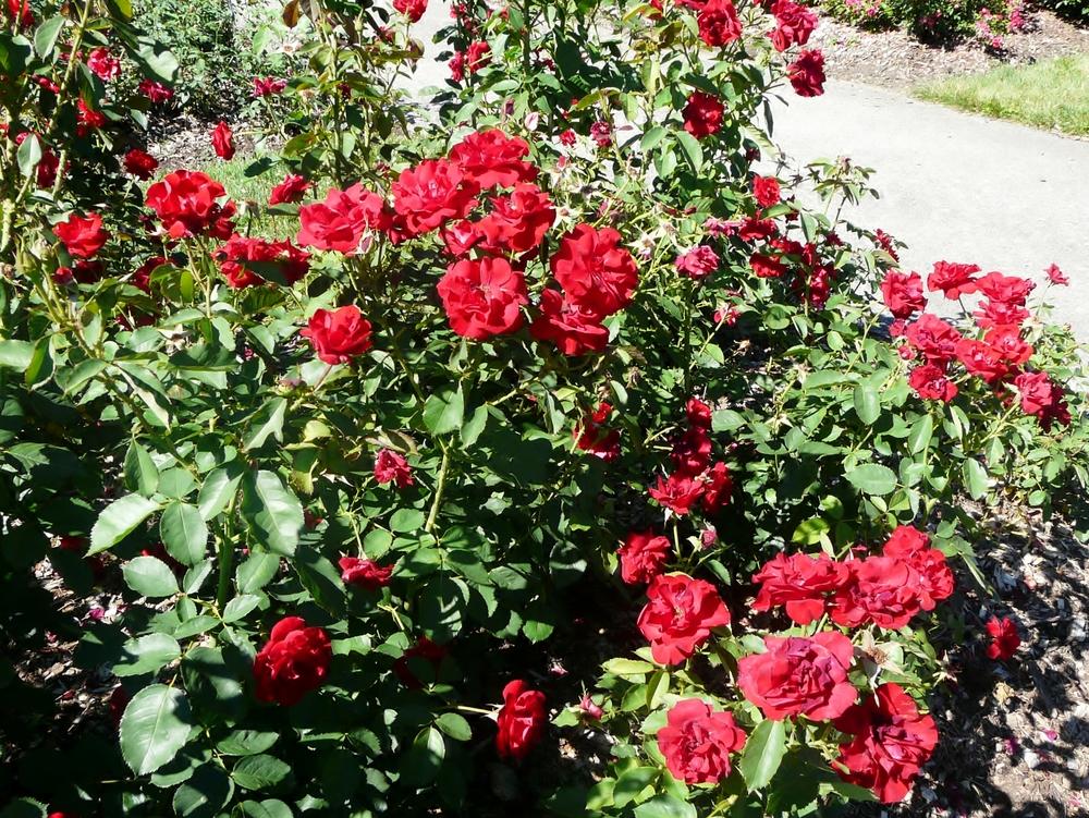 Photo of Rose (Rosa 'H.C. Andersen') uploaded by cwhitt