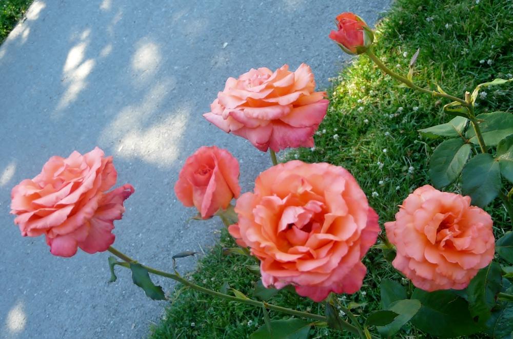Photo of Rose (Rosa 'Sundowner') uploaded by cwhitt