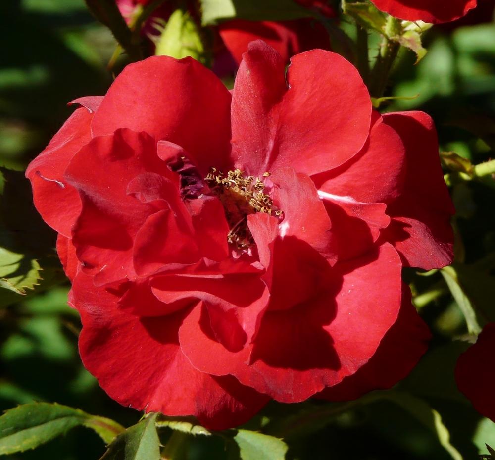 Photo of Rose (Rosa 'H.C. Andersen') uploaded by cwhitt