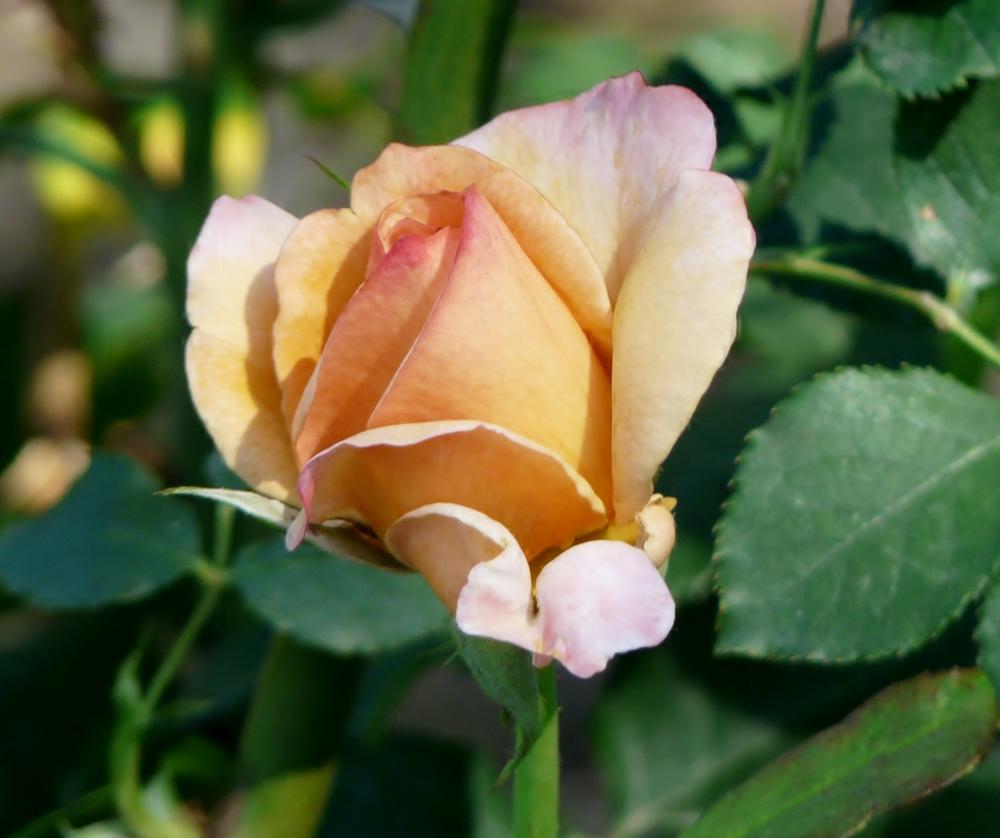 Photo of Rose (Rosa 'Tahitian Sunset') uploaded by cwhitt