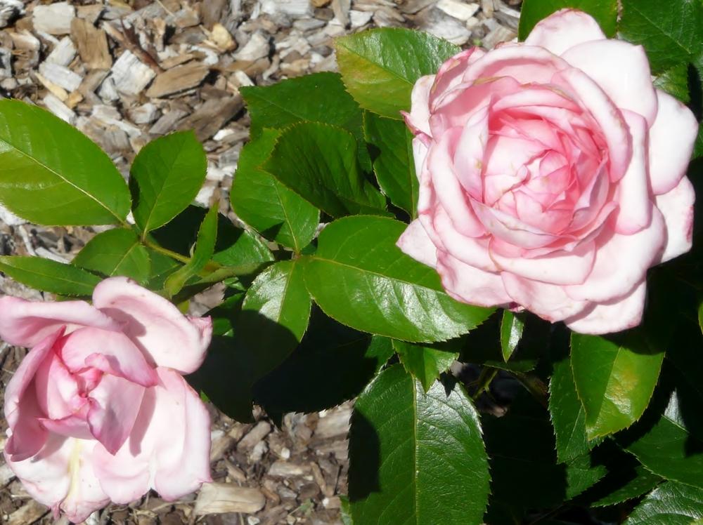 Photo of Rose (Rosa 'Wedding Bells') uploaded by cwhitt