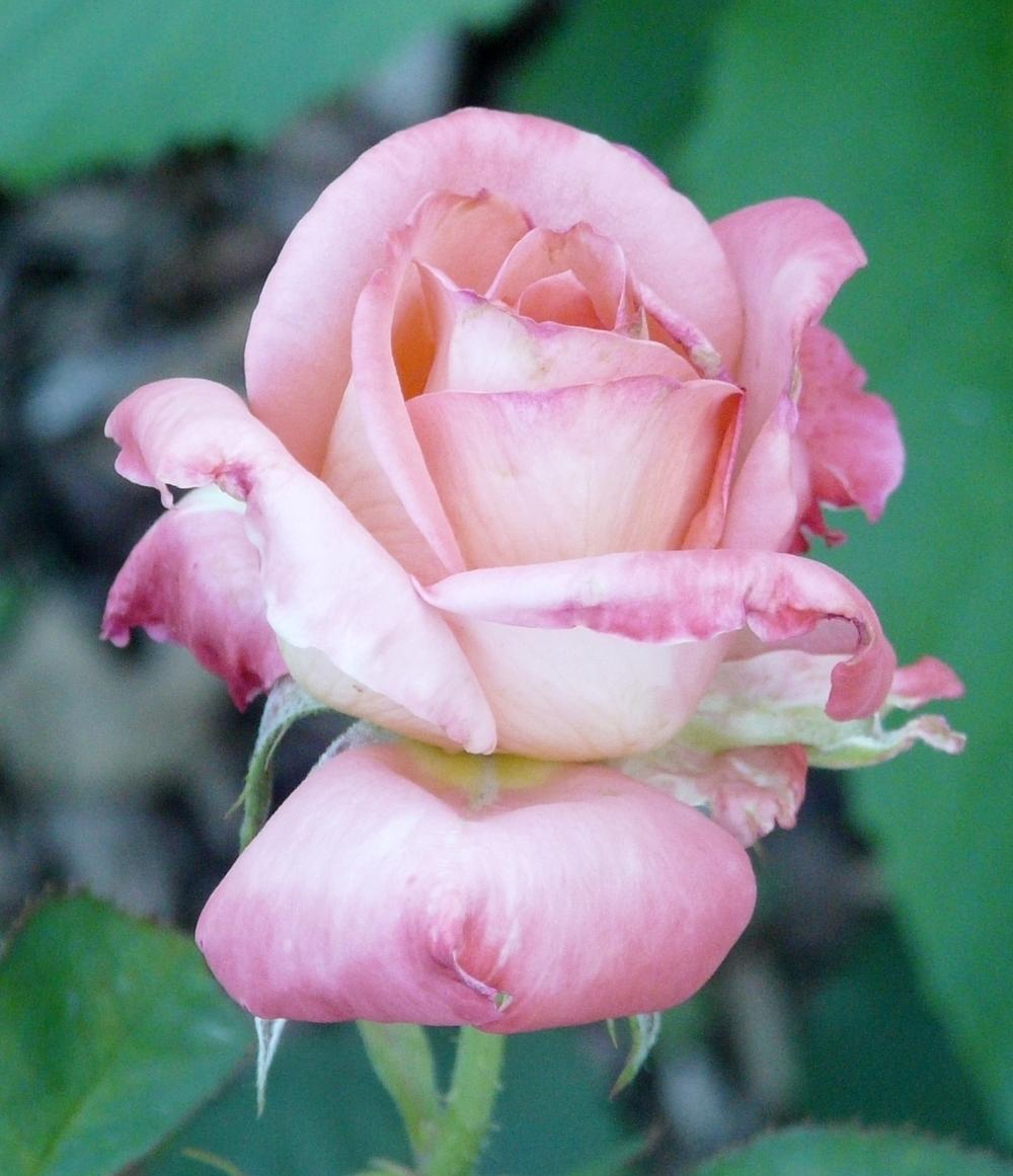 Photo of Rose (Rosa 'Folklore') uploaded by cwhitt