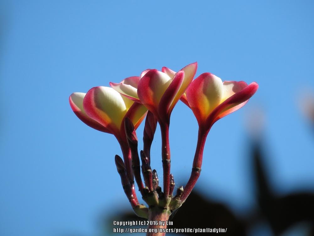 Photo of Plumeria (Plumeria rubra 'Intense Rainbow') uploaded by plantladylin