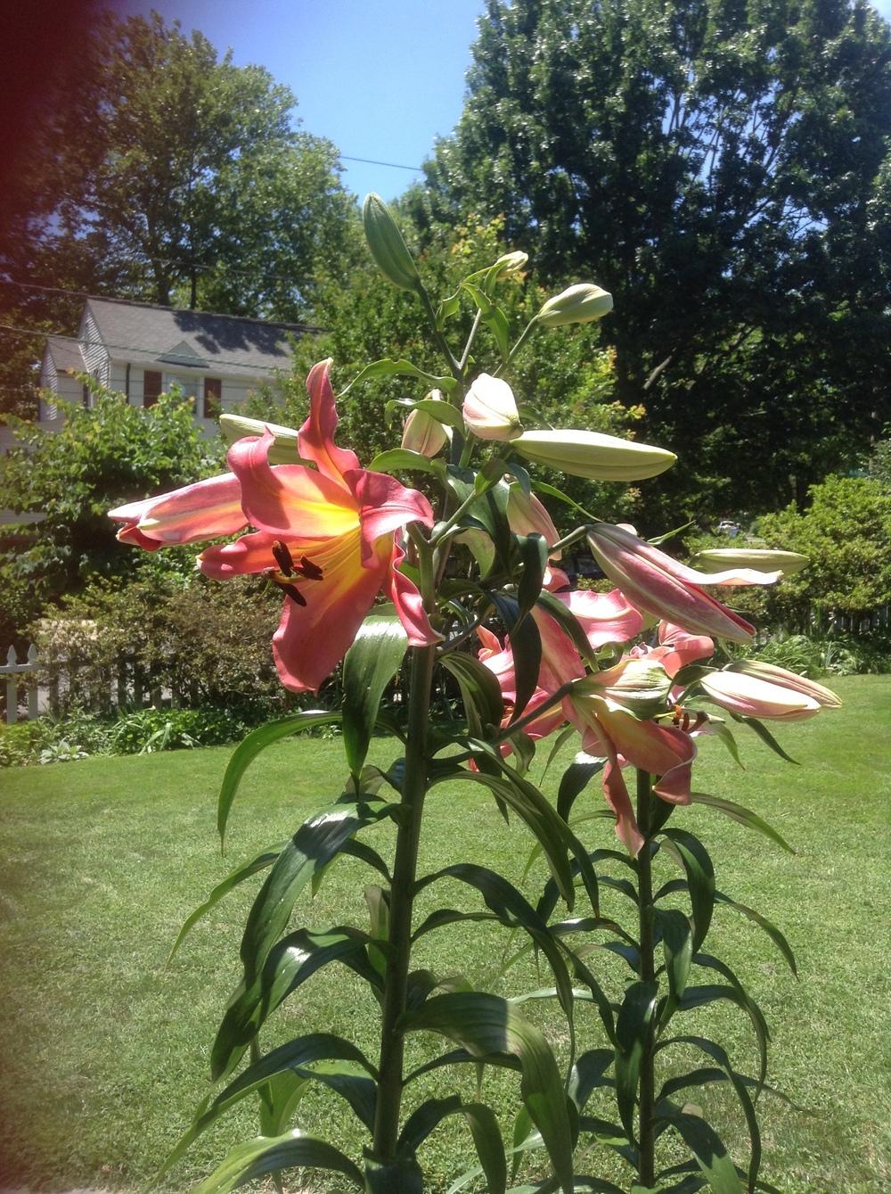 Photo of Lilies (Lilium) uploaded by 5601Lisa