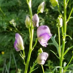Location: New York
Date: 2016-06-29
Aconitum napellus, first blooms of 2016