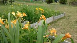 Thumb of 2016-06-30/DogsNDaylilies/953bb8