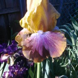 Location: Hobart, Tasmania
Date: November 2015
Tall Bearded Iris " Maricopa "
