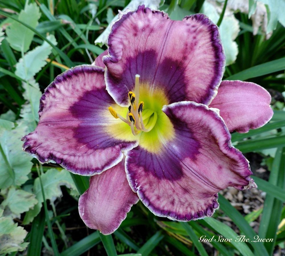Photo of Daylily (Hemerocallis 'God Save the Queen') uploaded by Hemlass