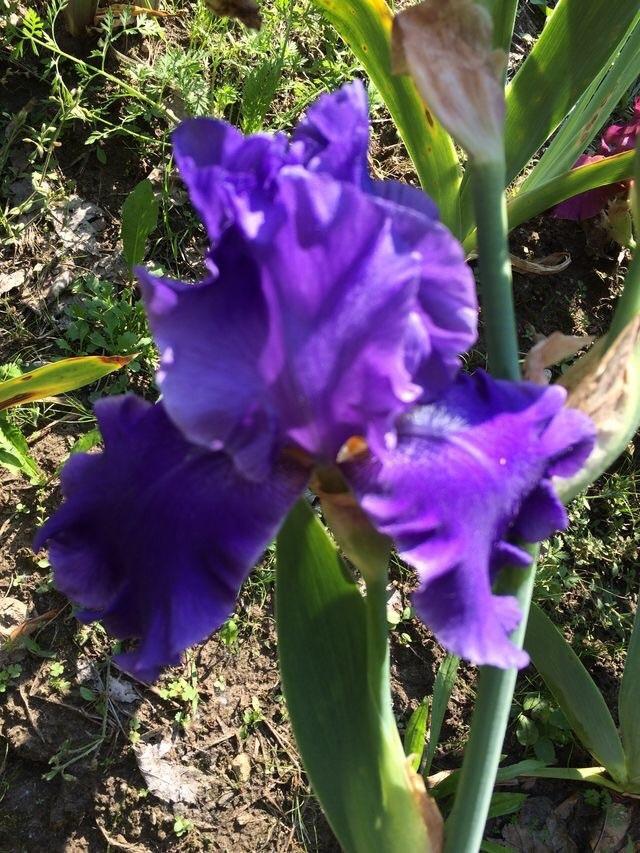 Photo of Tall Bearded Iris (Iris 'Pledge Allegiance') uploaded by Lbsmitty