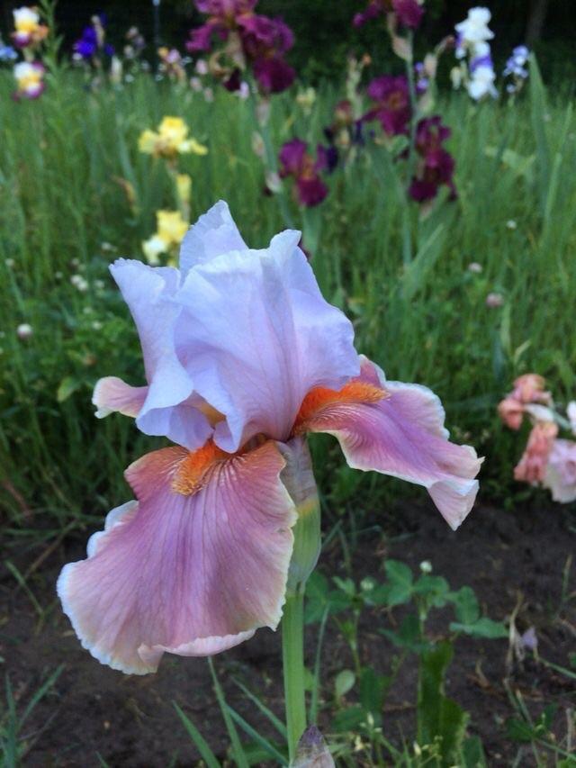 Photo of Tall Bearded Iris (Iris 'Magharee') uploaded by Lbsmitty