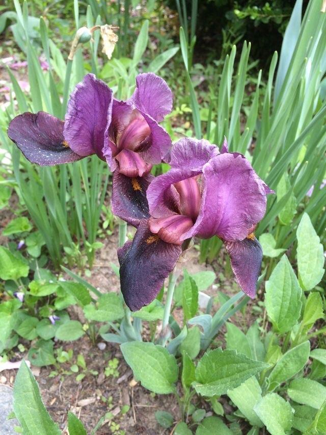 Photo of Arilbred Iris (Iris 'Peshawar') uploaded by Lbsmitty