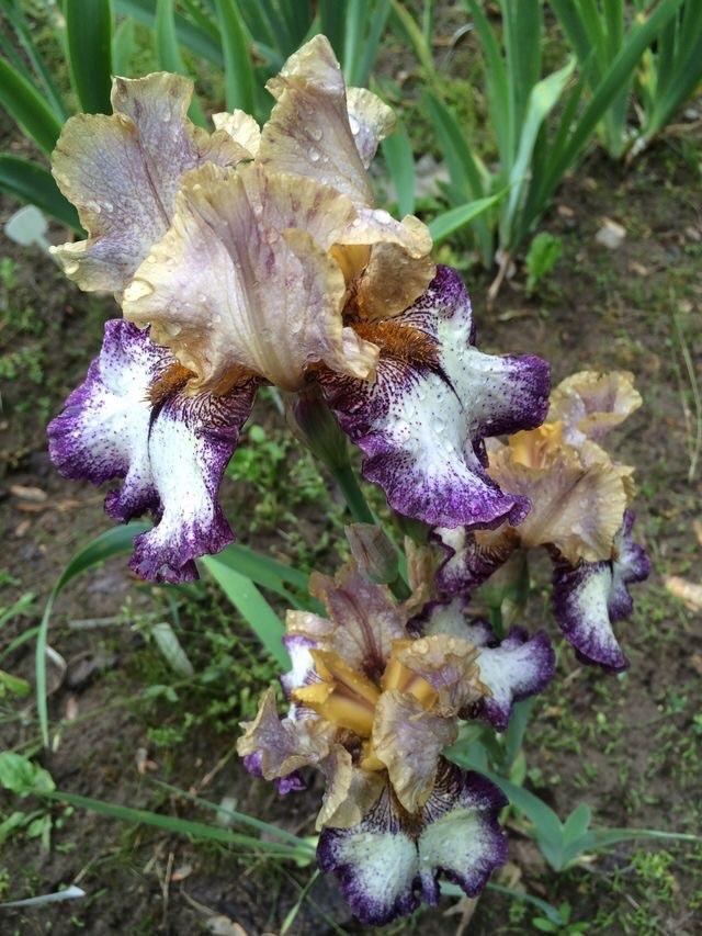 Photo of Tall Bearded Iris (Iris 'Point Made') uploaded by Lbsmitty