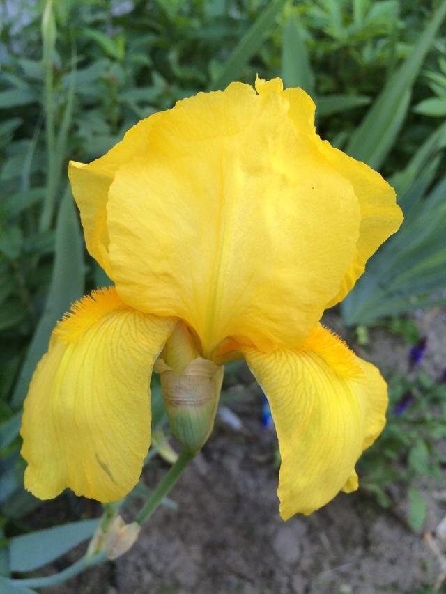 Photo of Tall Bearded Iris (Iris 'Ola Kala') uploaded by Lbsmitty