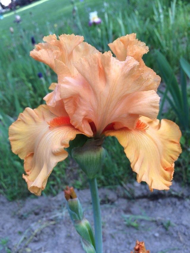Photo of Tall Bearded Iris (Iris 'Orange King') uploaded by Lbsmitty