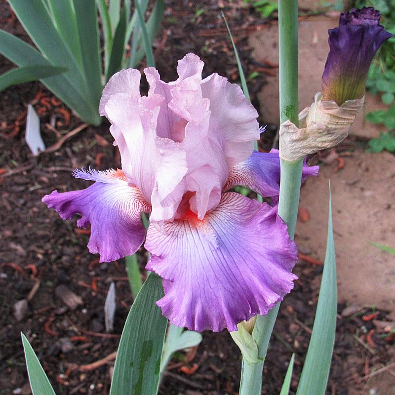 Photo of Tall Bearded Iris (Iris 'Seven of Nine') uploaded by Lestv