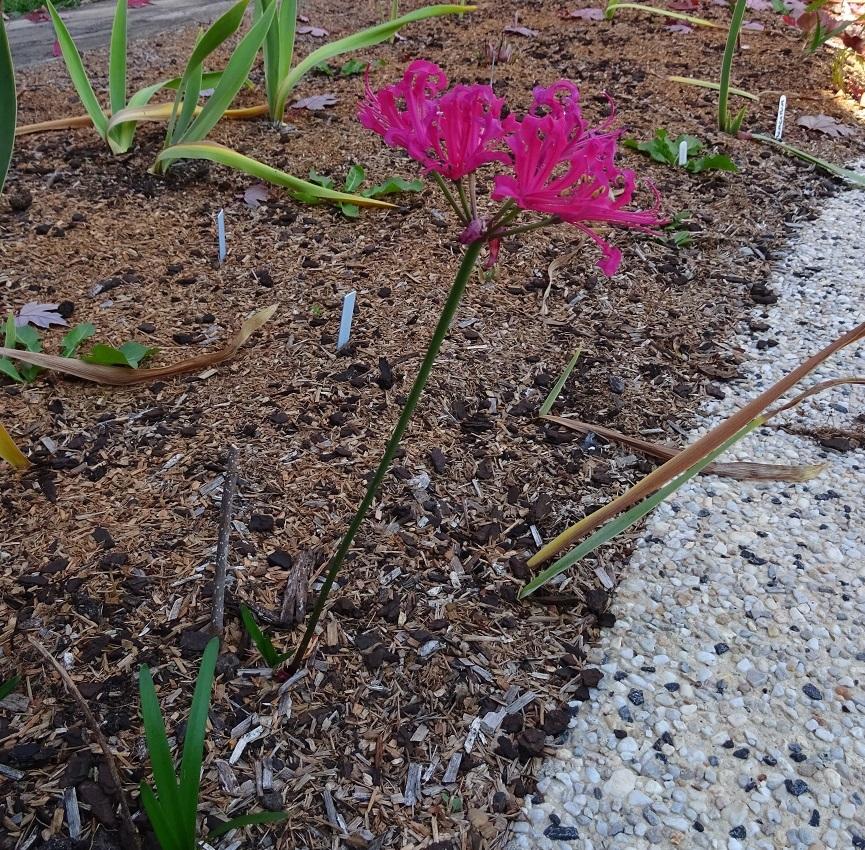 Photo of Cape Lily (Nerine 'Rosea') uploaded by Totally_Amazing