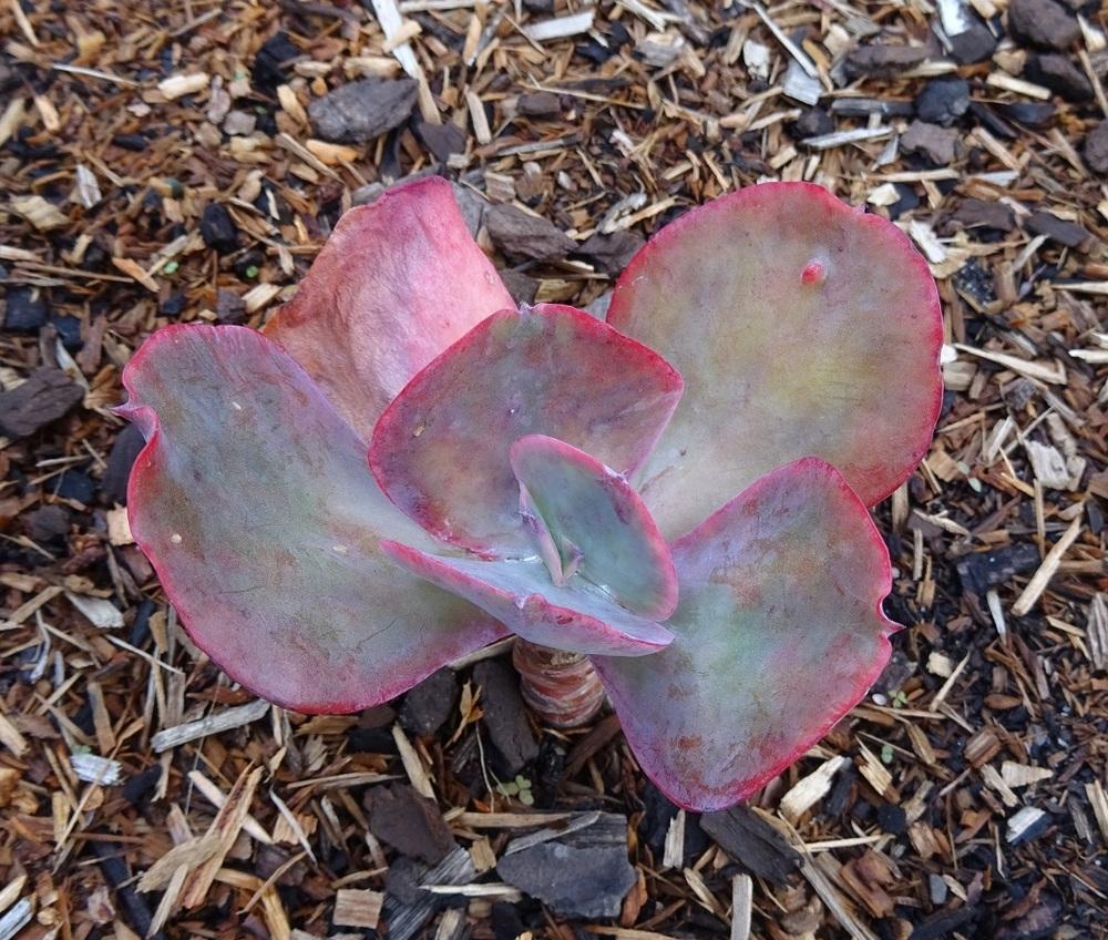 Photo of Echeveria 'Etna' uploaded by Totally_Amazing