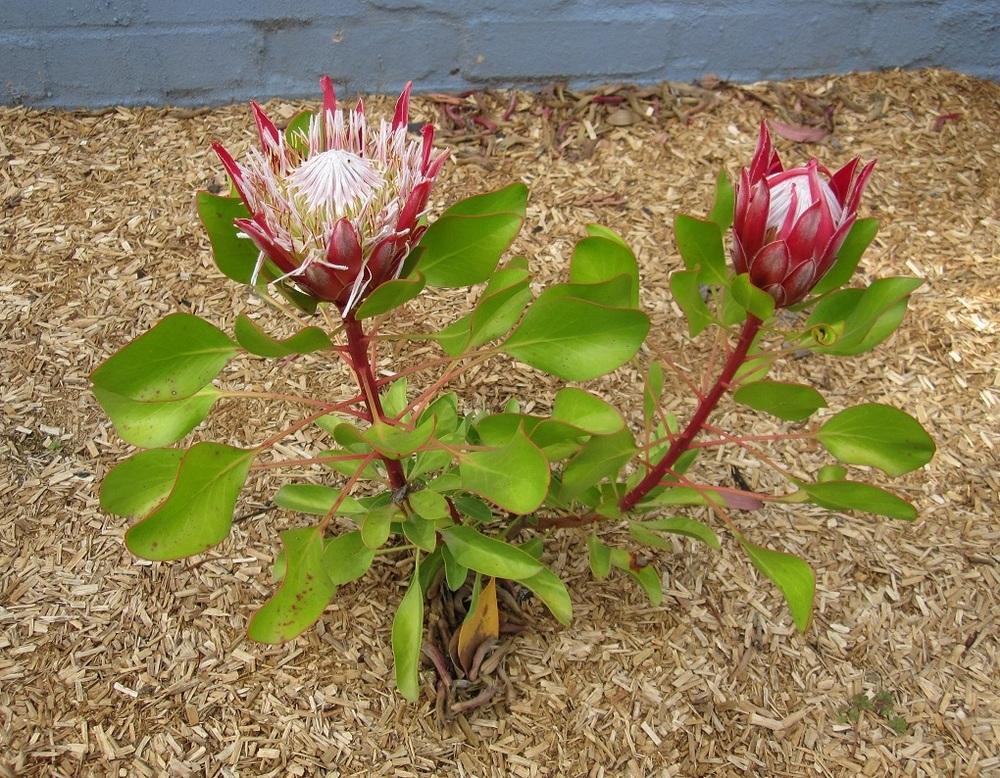 Photo of Protea 'Little Prince' uploaded by Totally_Amazing